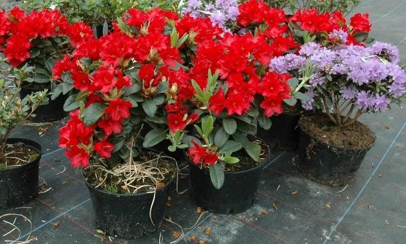 Рододендрон кутепово. Рододендрон гибридный дагмар. Рододендроны уход в открытом грунте. Рододендрон импедитум. Рододендрон саженцы.