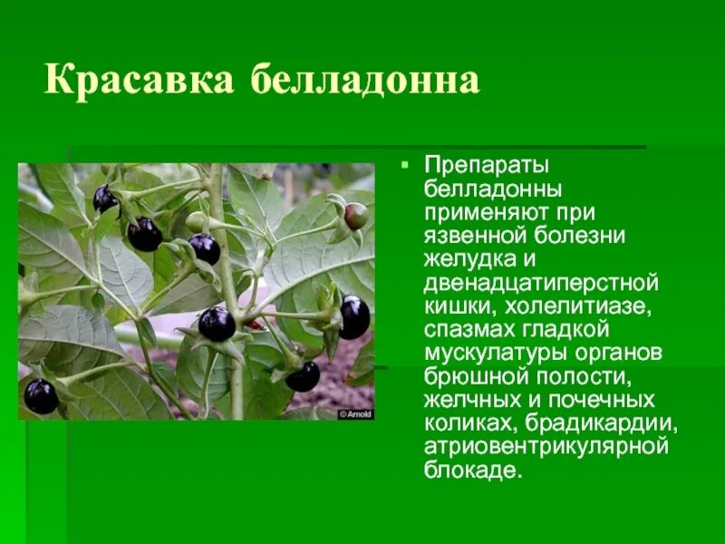 Красавка белладонна. Белладонна обыкновенная ядовитое растение. 3. Красавка (белладонна).. Красавка белладонна лекарственные растения.