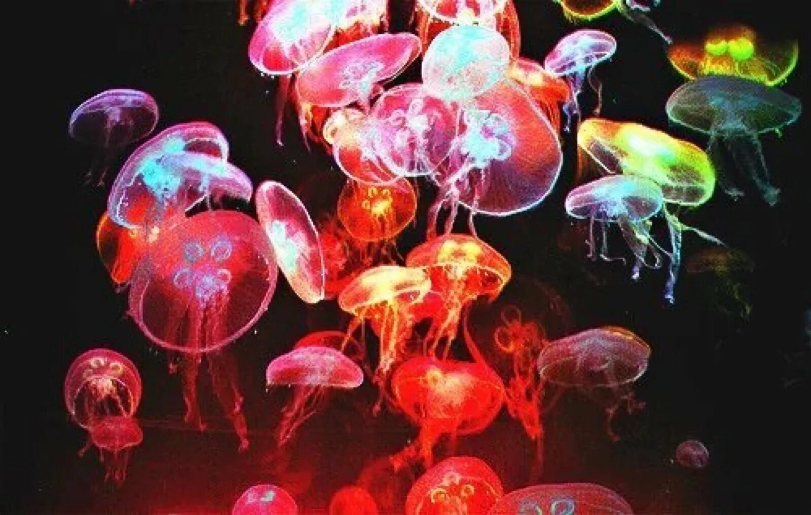 Почему много медуз. Тихоокеанская люминесцентная медуза. Яркие медузы. Цветные медузы. Светящиеся медузы.