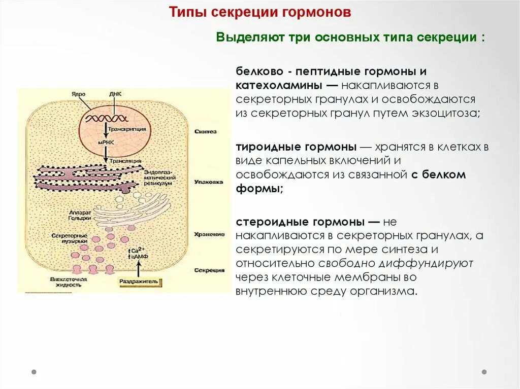 Особенности синтеза и секреции гормонов. Мерокриновый апокриновый голокриновый Тип секреции. Биохимия гормонов таблица Тип секреции вид транспорта. Что служит непосредственным источником секреции гормонов организма.