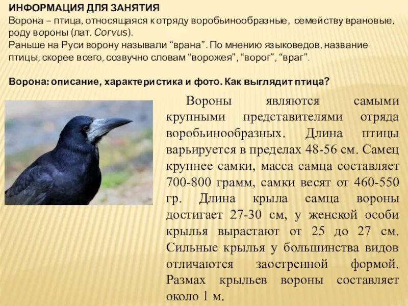 К какому виду относятся вороны