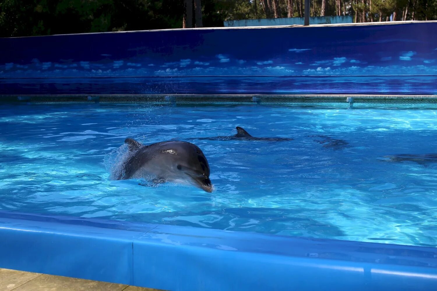 Дельфинарий Небуг. Дельфинарий в Абхазии. Пицунда Абхазия дельфины. Дельфинарий гагра