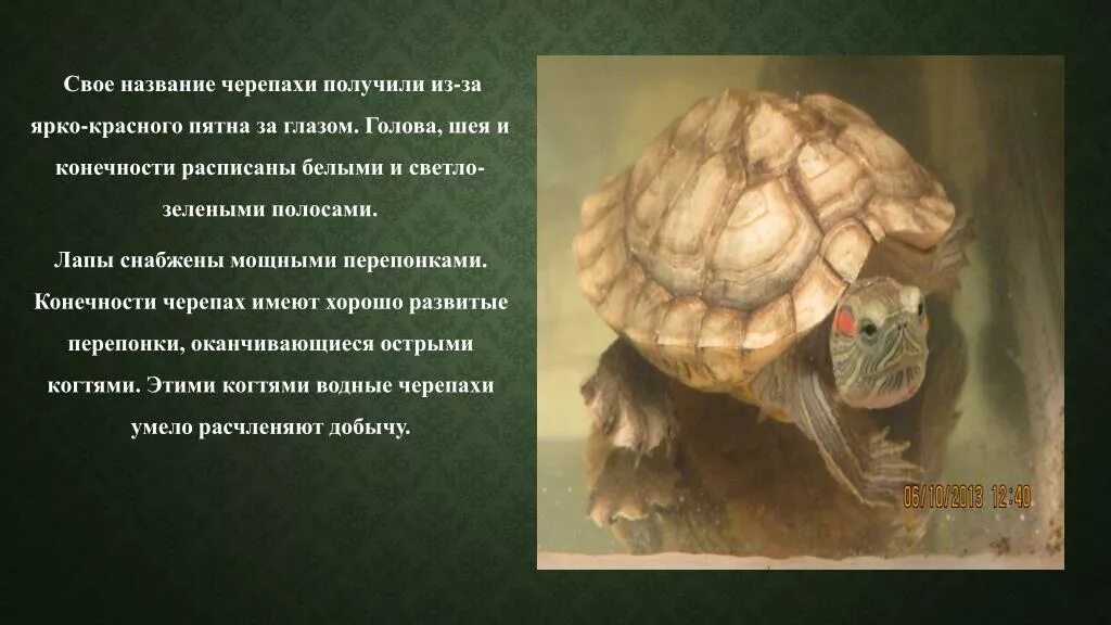 Черепаха сообщение 8 класс. Описание черепахи. Рассказ про домашнюю черепаху. Проект про черепаху. Презентация про красноухих черепах.