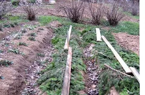 Когда накрывать чеснок на зиму после посадки