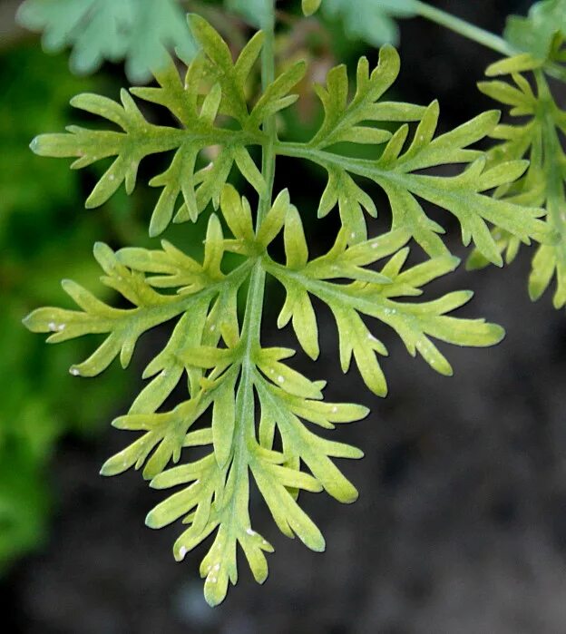 листья полыни. листья полыни. листья полыни. полынь чернобыльник листья. полынь вормвуд.