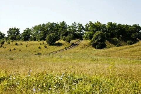 Лесами белгород