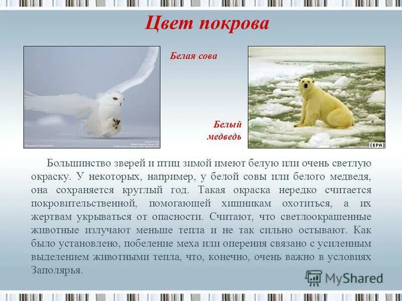 Доклад на тему охрана животных. Животные тундры описание. Почему диких животных называют дикими. Причины верблюдоводства. Какие животные заботятся о потомстве.