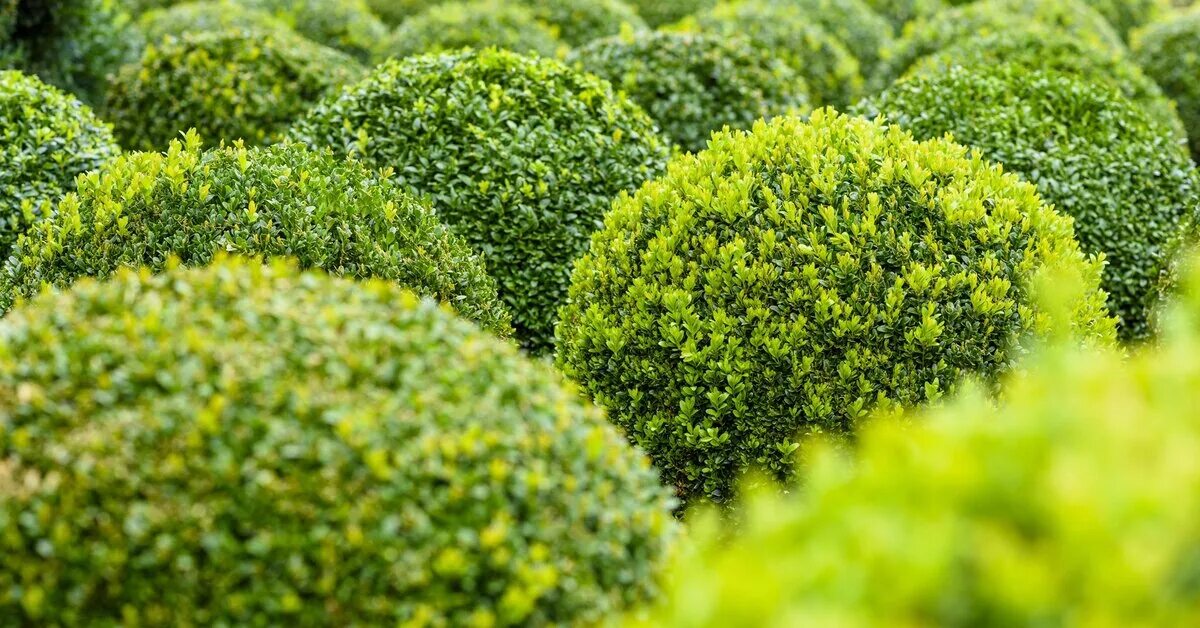 Род вечнозеленых кустарников. Buxus sempervirens самшит. самшит буксус вечнозеленый. самшит (буксус - buxus. buxus sempervirens изгородь.