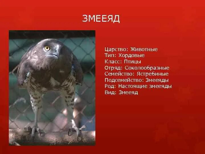 Подсемейство ястребиных которые любят рептилий