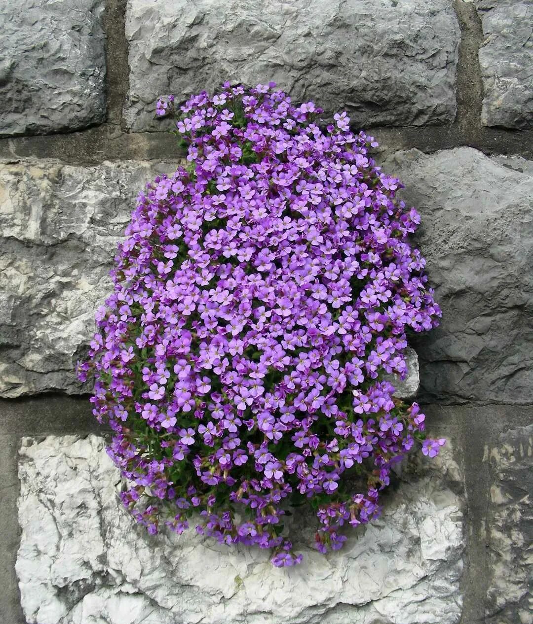 Обриета пурпурный каскад. Обриета дельтовидная. Абриетта. Обриета дельтовидная. Обриетта одри блу.