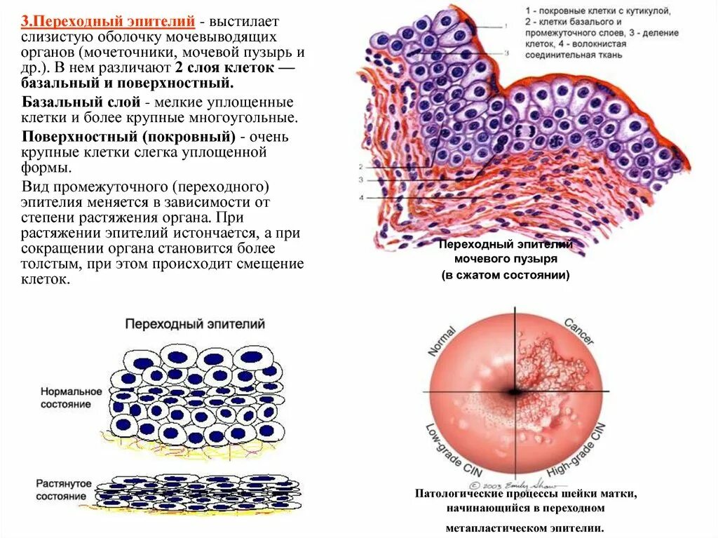 Слои переходного эпителия