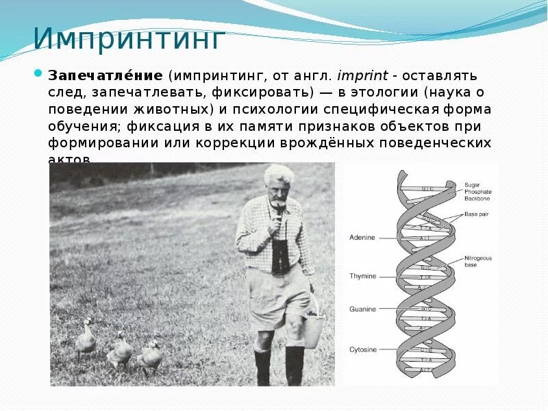 Запечатление импринтинг конрад. Роль импринтинга в нервно-психическом развитии ребенка. Инпринта. Запечатление импринтинг. Механизмы запечатления.