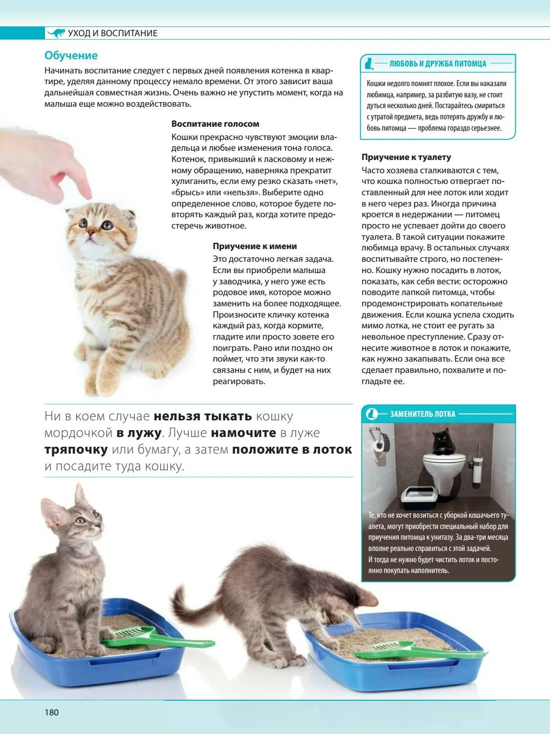 Почему кот ходит мимо. Кошка ходит мимо лотка. голос кошки. кошка сходила мимо лотка. как приручить котёнка.