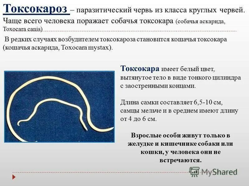 Токсокароз аскаридоз