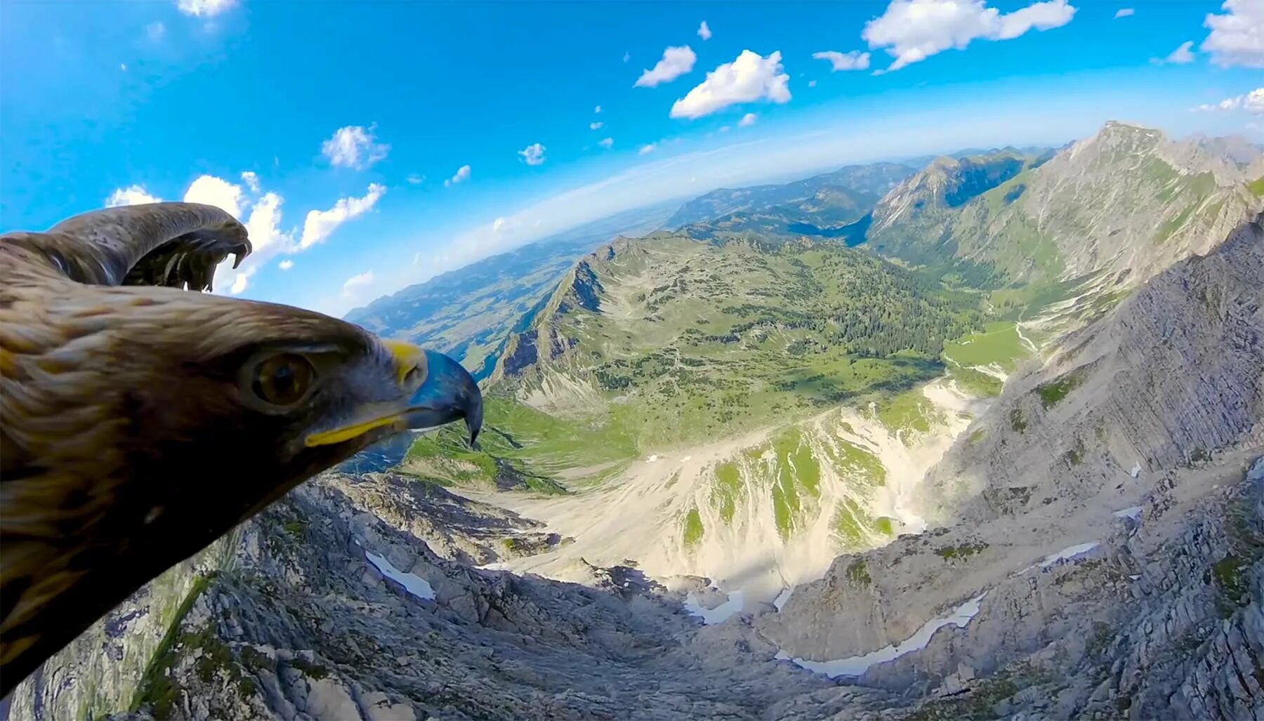Птицы в горах. Ворон на спине орла. Баргузинская долина орлиное гнездо. Немного отдохнув орлы вновь поднялись с земли. Орел парящий в небе.