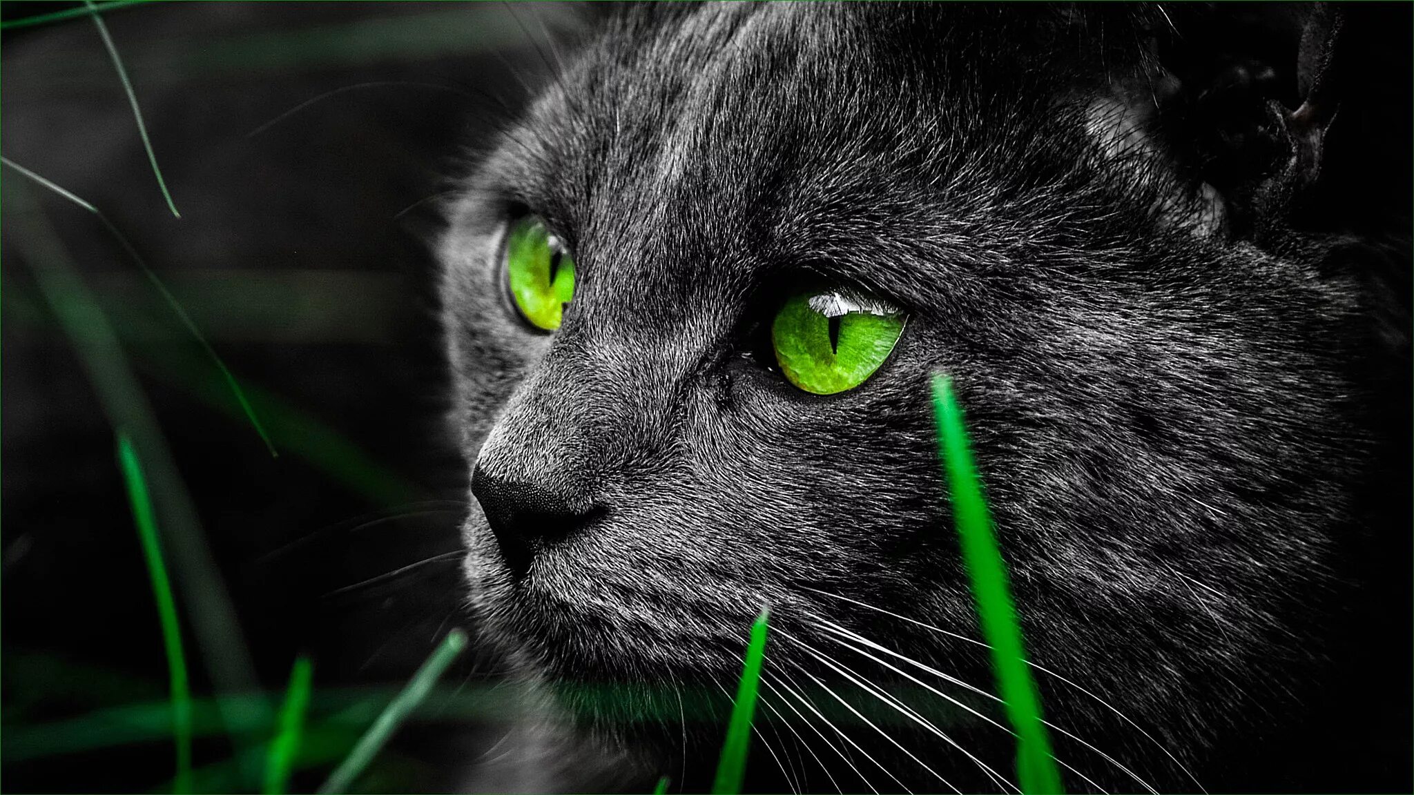Темно зеленая кошка. Кошка с зелеными глазами. чёрный кот с зелёными глазами. черная кошка с зелеными глазами. серый кот с зелеными глазами.