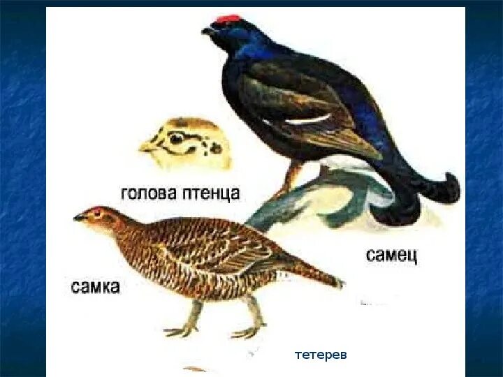 Тетерев самец и самка. Тетёрка птица самка. тетерев-косач самка. тетерев птица самка. тетерев-косач самка и самец.