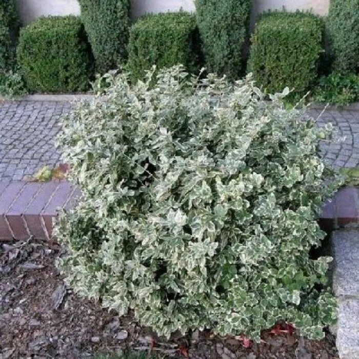 Низкий сорт