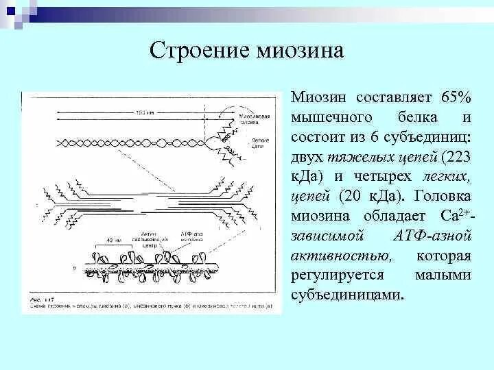 Строение белка миозина. Миозин строение и функции. Аминокислоты миозина. Строение белка миозина. Миозин структура белка.