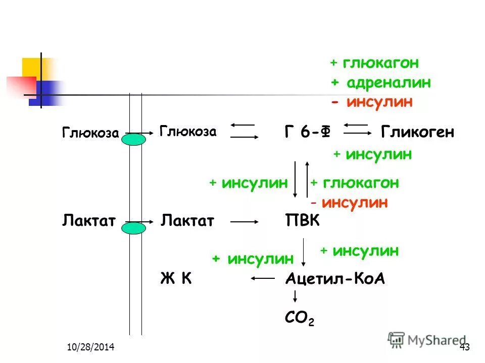 Адреналин и инсулин характеристики