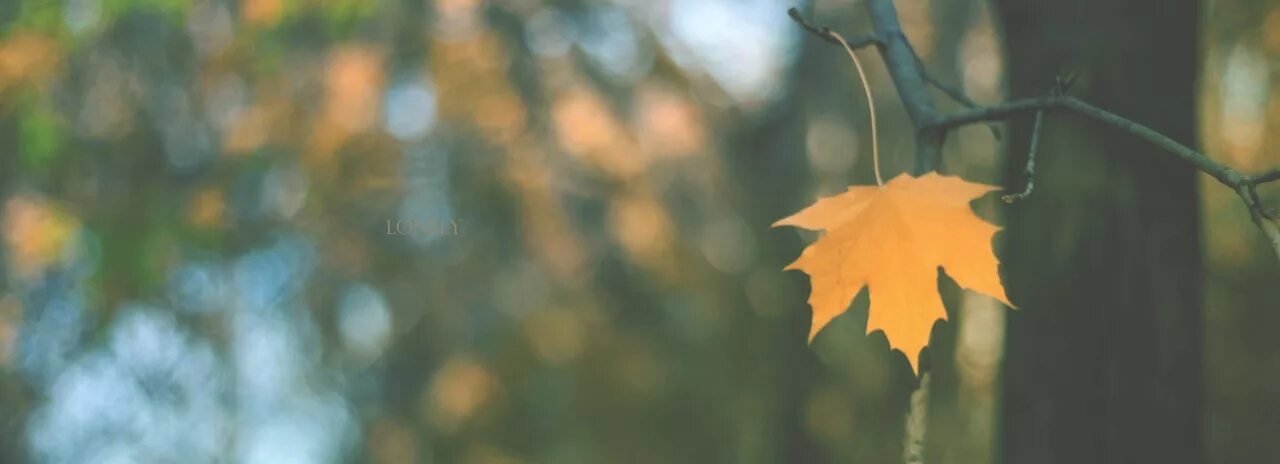 листва на ветру. листья в луже. одинокий листочек. одинокие листики. листва погребена.