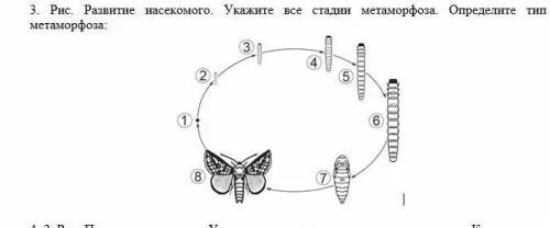 Развитие с метаморфозом у паукообразных или насекомых