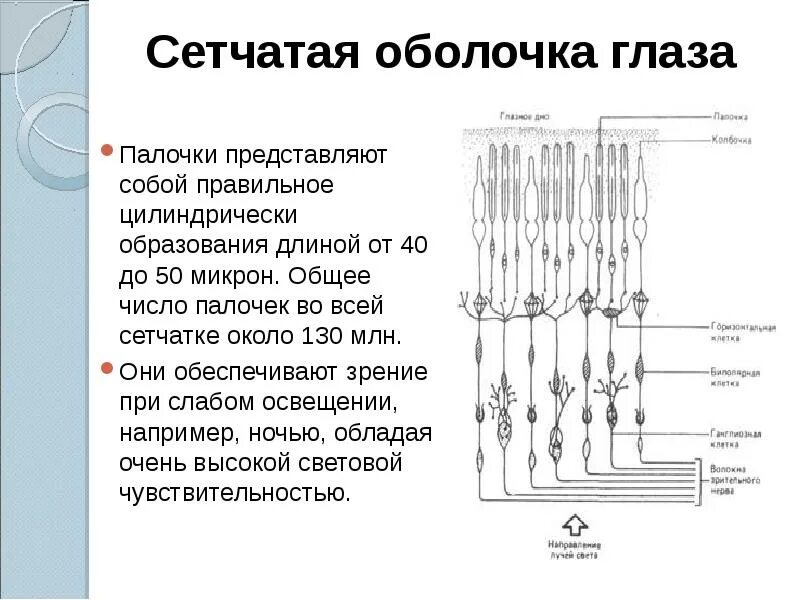 Колбочки глаза какая оболочка. Сетчатая оболочка. Сетчатая оболочка глаза. Палочки обеспечивают зрение. Образование сетчатой оболочки глаза.