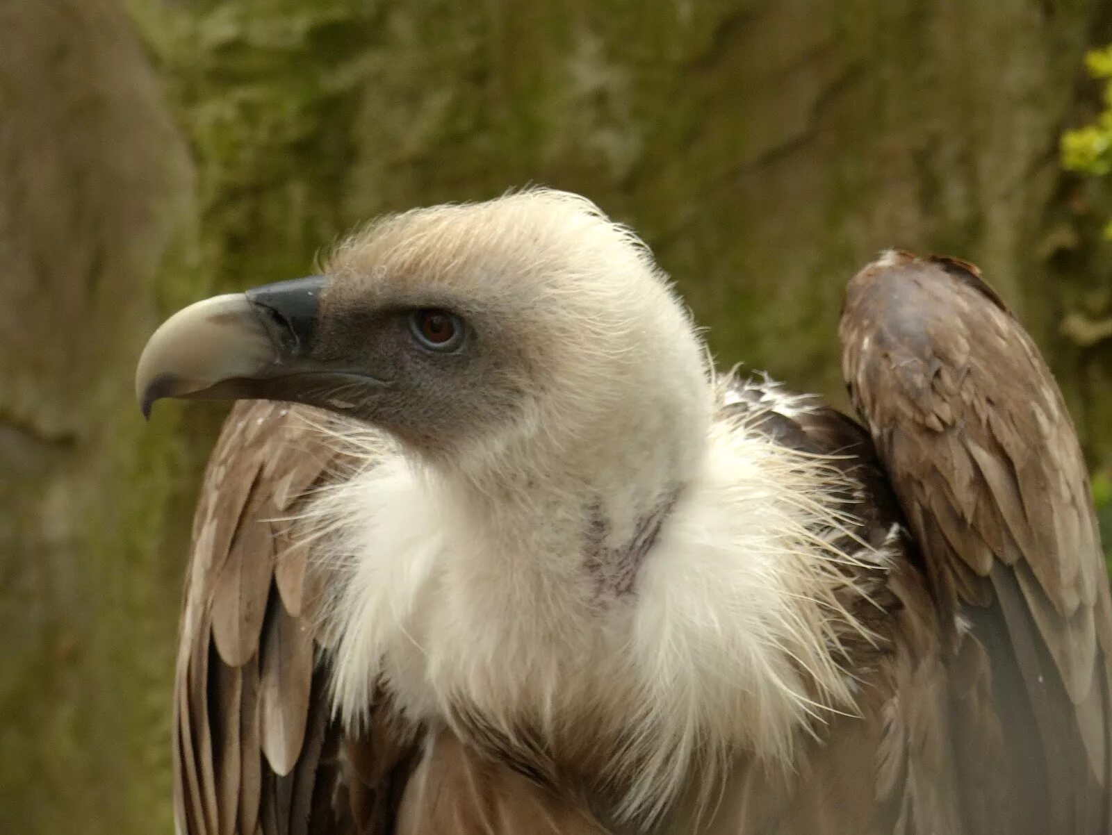 Стервятник. Падальщики грифоны. Орел падальщик. Грифон птица. Кавказский заповедник птицы белоголовый сип.