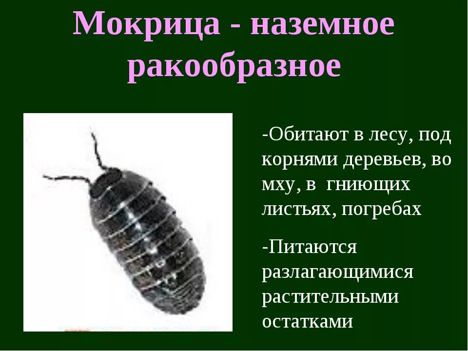 Мокрица относится к ракообразным