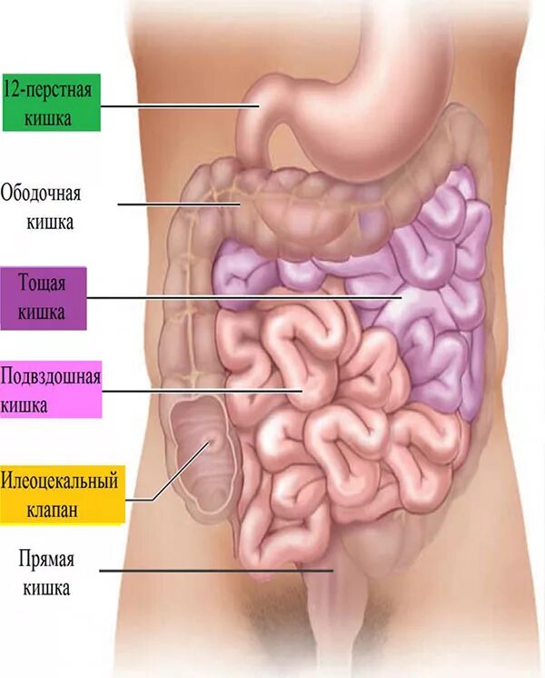 Кишечник 12 перстная кишка. 12 Перстная кишка с тонкой и подвздошной кишок. Отделы тонкой кишки 12 перстная кишка. Тонкий кишечник это 12 перстная. Правая подвздошная кишка