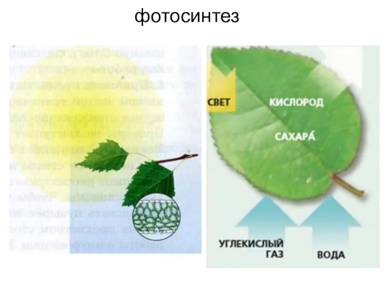 Выделение у растений 6 класс биология тест. Факторы фотосинтеза у растений. Фотосинтеза в растений доклад. Фотосинтез 6 класс биология видеоурок. Процесс фотосинтеза в листьях рис. 95.
