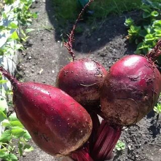 Свекла отзывы сортов