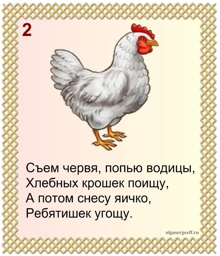 Загадка про кур. Загадка про курицу. Загадки прдомашних животных. Домашние птицы. Загадка про курицу для детей.