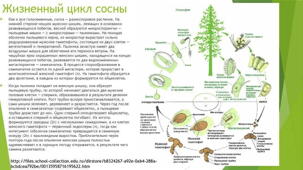 Семязачатки лежат на чешуях шишек. Жизненный цикл голосеменных растений сосна схема. Цикл размножения голосеменных растений схема. Схема циклы развития голосеменных растений схема. Жизненный цикл голосеменных растений схема ЕГЭ.