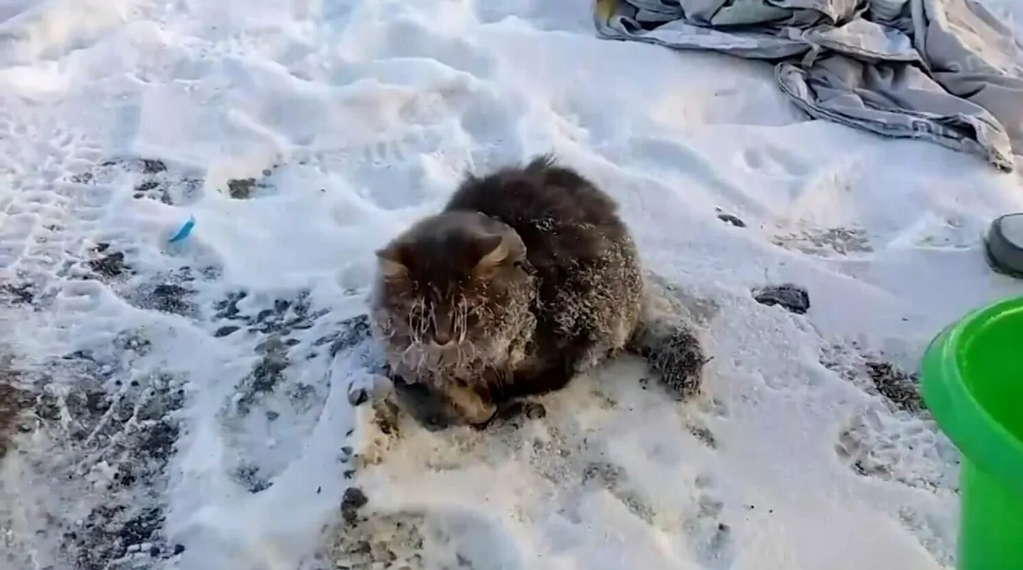 Снег голодный. Вмерзшие в лед животные. Котик замерз. Замерзший котенок.