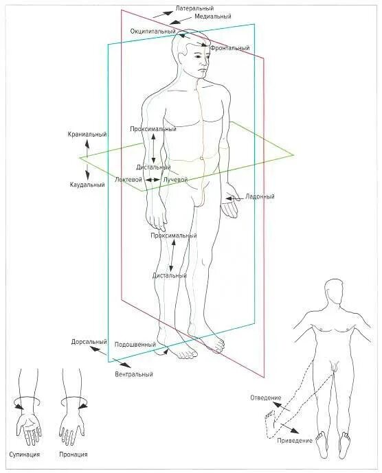 Проксимальный медиальный