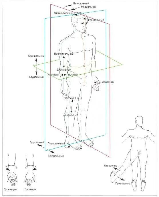 Плоскости тела. Оси и плоскости в анатомии. Оси тела человека. Оси тела человека в анатомии. Каудальное направление