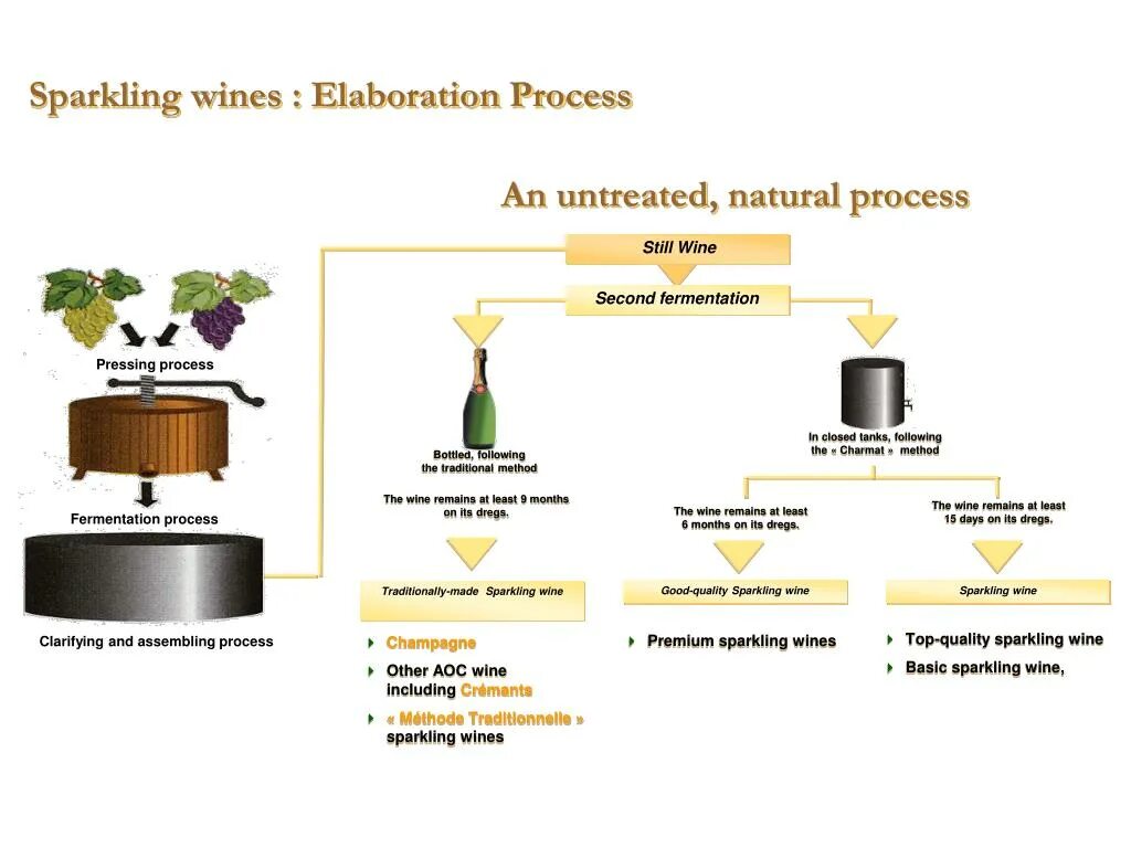 Wine processing. Wine production process. wine making process. red wine production process. traditional method of sparkling wine.