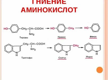 Гниение белка биохимия
