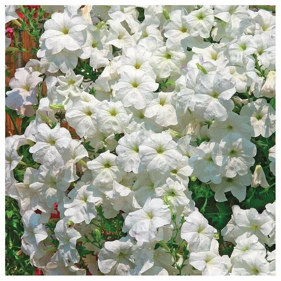 петуния ампельная лавина белая. петуния ампельная лавина белая. ампельная петуния лавина семена. лавина белая ампельная f1 петуния гавриш. петуния лавина f1.