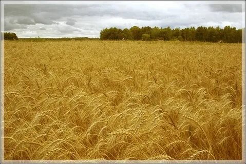 Поле толкование