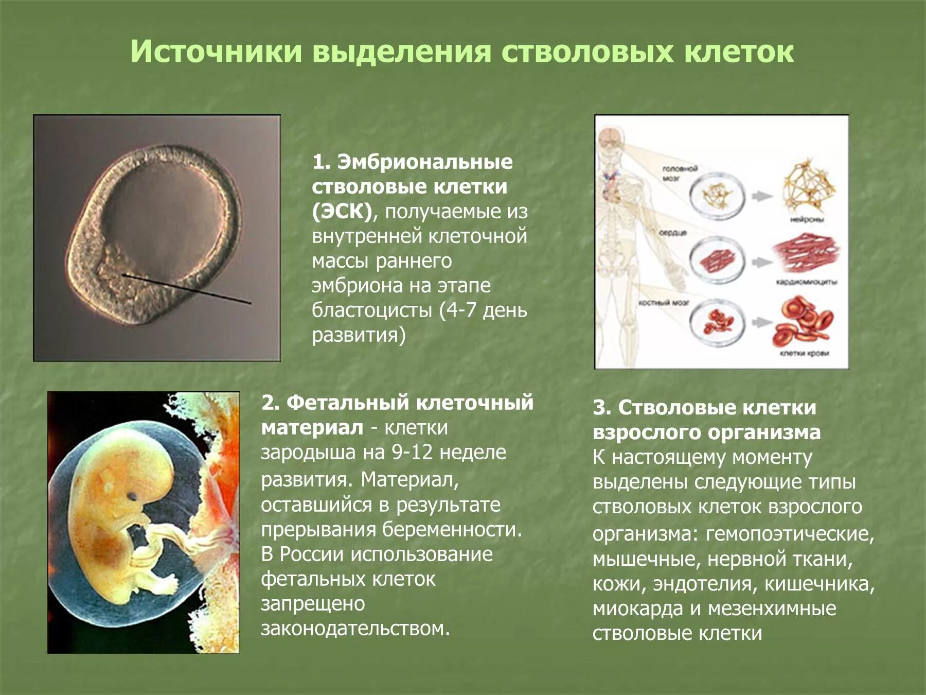 Признаки дифференцировки клеток зародыша появляются