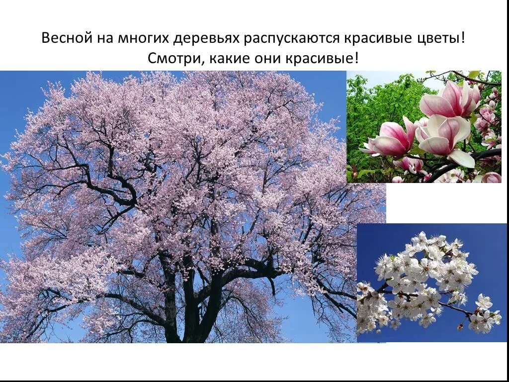 Дерево весной название цветет. Деревья весной. Название цветущих деревьев весной. Весенние цветущие деревья в России. Весенние деревья названия.