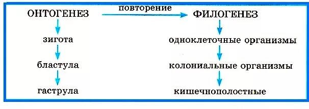 Онтогенез есть повторение филогенеза. Взаимосвязь онтогенеза и филогенеза. Сходства онтогенеза и филогенеза. Понятие об онтогенезе человека. Схема филогенеза человека.