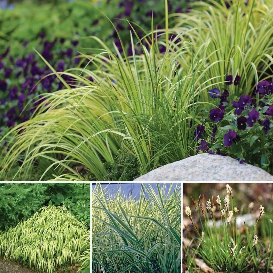 лиатрис кобольд. трясунка растение. название многолетней травы. многолетние травы для сада. мятлик, овсяница луговая, тимофеевка.