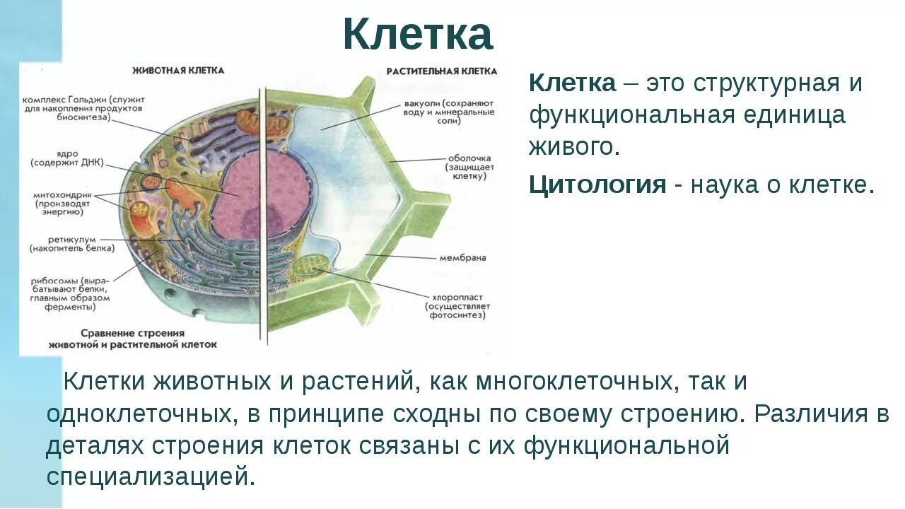 Клетка биология. Клетка это в биологии определение. Строение клетки определение. Определение понятия клетка. Растительная клетка термины