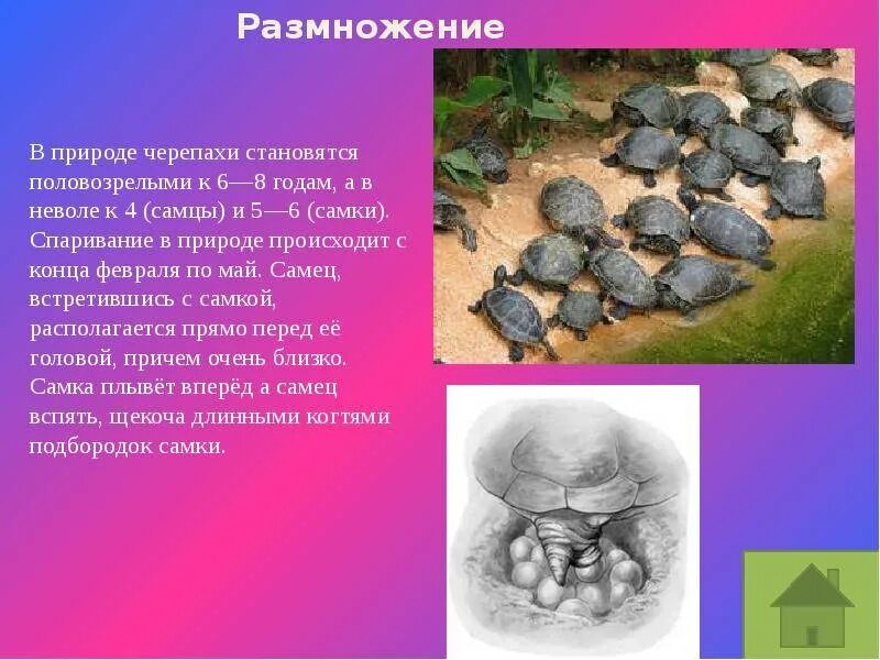 Как размножить черепах. Черепахи размножение. особенности размножения черепах. размножение черепах в природе. размножение морских черепах.