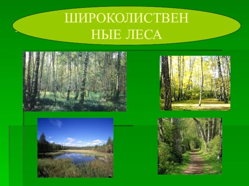 Рисунок лесной зоны. Смешанные и широколиственные леса климатический пояс. Широколиственные леса природная зона. Широколиственные леса презентация. Смешанные леса природная зона.