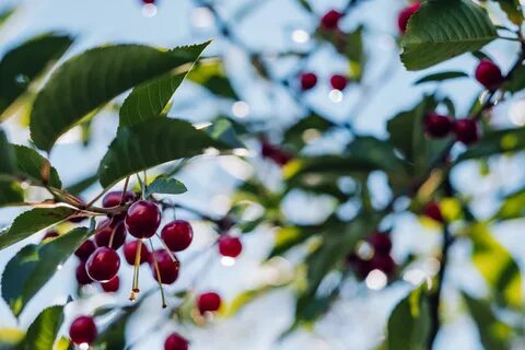 Cherry k
