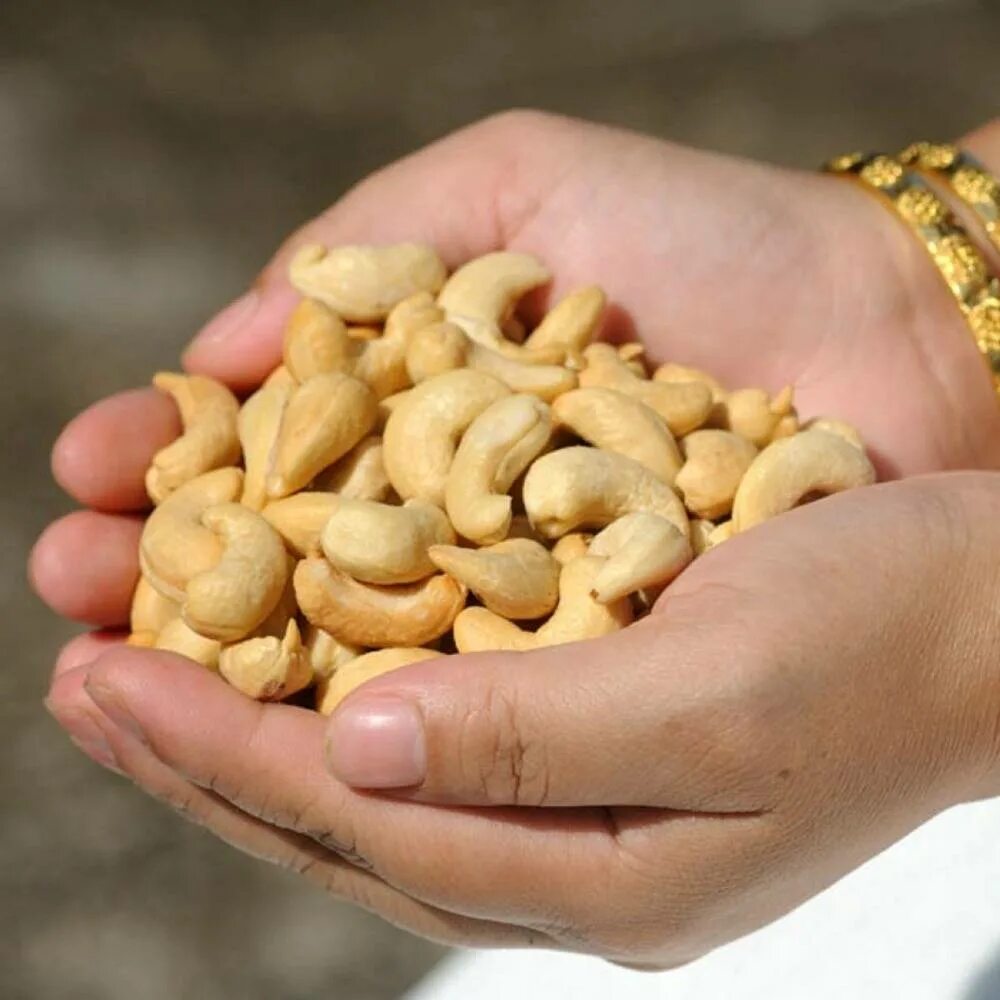 Орехи кешью польза и вред для женщин. Кешью. Cashews орехи. Орехи кешью полезные. Индийский орех.